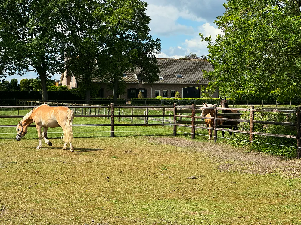 Haflinger grazing in the paddock at FarWay Stables
